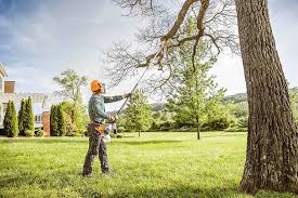 How Our Tree Care Process Works  in  Ashland, VA