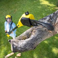 Best Leaf Removal  in Ashland, VA