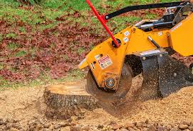Best Tree Cabling and Bracing  in Ashland, VA