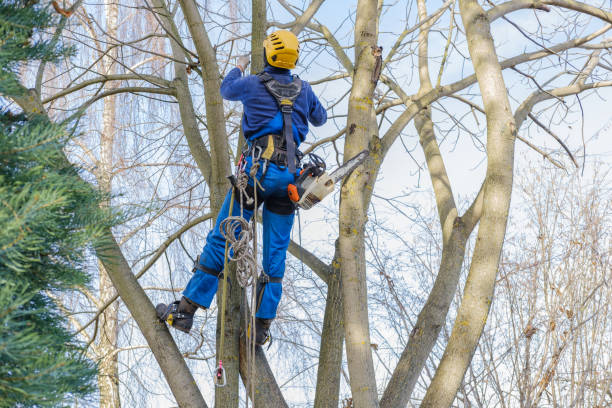 Best Soil Testing and Treatment  in Ashland, VA