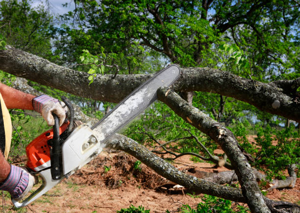 Best Arborist Consultation Services  in Ashland, VA