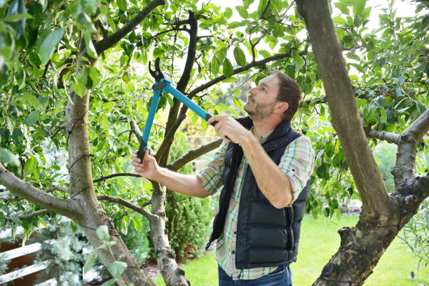 Best Tree Maintenance Programs  in Ashland, VA